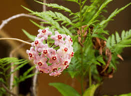 Image result for hoya plant flower
