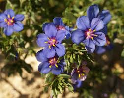 Image result for Lysimachia monelli