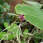 Image result for Marantochloa purpurea