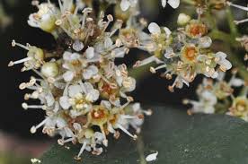 Image result for Xyris natalensis