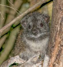Western tree hyrax (Dendrohyrax) - Wildsolutions