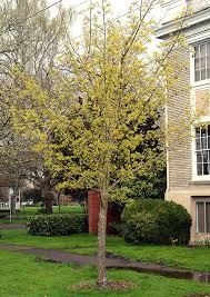 Maybe you would like to learn more about one of these? Acer Pacific Sunset Landscape Plants Oregon State University