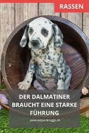 dalmatiner welpen eine der auffalligsten und bekanntesten hunderassen dalmatiner welpen dalmatiner hunde dalmatiner