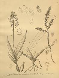 Image result for Polystachya odorata