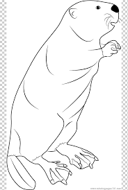 North American Beaver Bear Sea Lion Mammal Coloring Book Beaver Marine Mammal White Mammal Png Klipartz Check out inspiring examples of mammal artwork on deviantart, and get inspired by our community of talented artists. north american beaver bear sea lion
