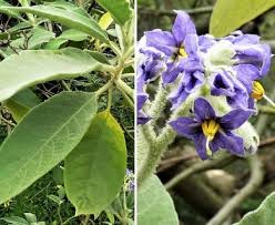 Image result for Solanum mauritianum