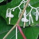 Image result for Alangium chinense