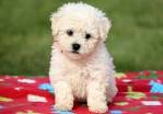 Texas Bichon Frise Rescue Groups