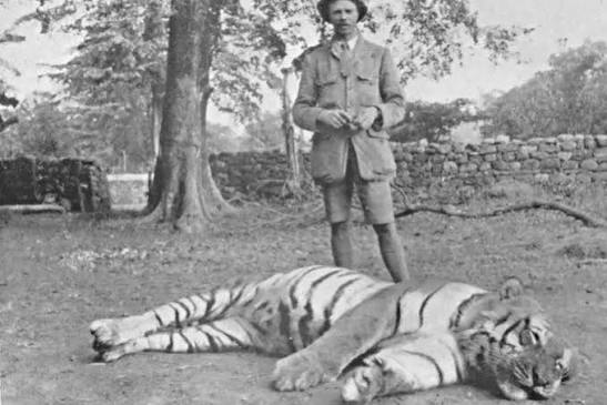 In the early 20th century, a Bengal tiger known as the 'Champawat Man-Eater' began preying on humans. This tiger turned its attention toward the residents of the Champawat area in India, a