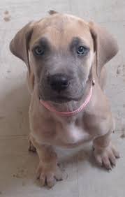 The great dane descends from hunting dogs known from the middle ages and is one of. Great Dane Puppies Colorado For Sale