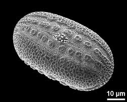 Image result for Stanfieldiella imperforata