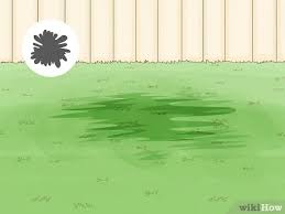 Powdery mildew has a dusty white appearance on grass and plants, while melting out fungus kills large areas of grass. 3 Ways To Treat Lawn Fungus Wikihow