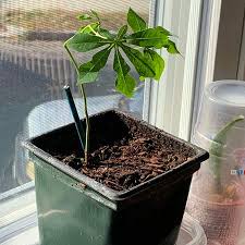 Image result for Manihot grahamii