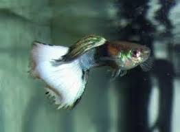 Pin By Regina Tiemi On Poecilia Reticulata In 2020 Home Aquarium Fish Guppy Aquarium Fish Tank