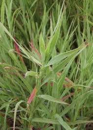 Image result for Cliffortia