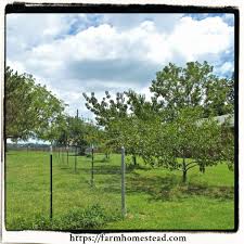 Using mulch is a highly effective method of protecting fruit trees in winter — specifically their roots. Fruit Trees Archives Farm Homestead