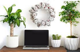 Bitkiler, yeşil yaprakları sayesinde fotosentez yapmaktadır. Ruhumuza Iyi Gelecek Bir Kis Bahcesi Icin Dort Mevsim Yesil Kalan Bitkiler Funda Pelin Kurt