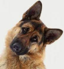 If your german shepherd ate baker's chocolate or. Kip S Ice Cream German Shepherd Chocolate Cake Is Facebook