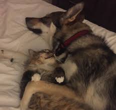 This Puppy Picked Out Her Favorite Kitten At The Shelter And They Ve Been Best Friends Ever Since Puppies And Kitties Animals Friendship Cat Shelter