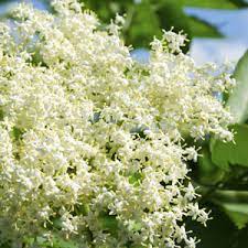 Amongst many benefits and uses, we will see few of them as follows: Elderflower Benefits Archives Natures Garden Fragrance Oils