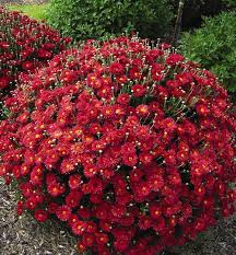 We did not find results for: Hardy Mum Chrysanthemum Mammoth Red Daisy From Growing Colors