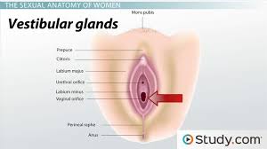 Human Sexual Anatomy Physiology Major Features Functions