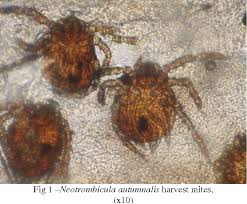 Image result for Trombicula autumnalis bites