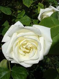 Check spelling or type a new query. Etiquette In Japan Wikipedia