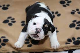 Humans Step In To Help A Beautiful English Bulldog Puppy Who Was Born Without A Pelvis And Only Half Of His Spine