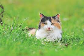 In erster linie sollten sie immer rücksichtsvoll bleiben und der katze nicht schaden. Ideen Und Hilfreiche Tipps Wie Sie Die Katzen Vertreiben