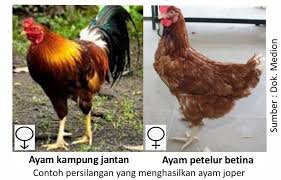 Mengenal Seputar Ayam Joper Pedaging Medion