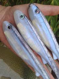 Twitch Bits To Usd Calculator 