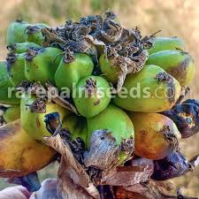 Image result for Indigofera homblei