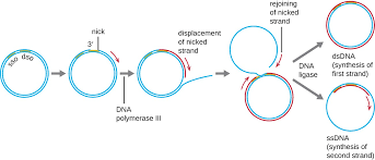 Dna Replication Microbiology