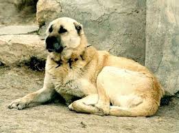 Pin Von Serife Bysn Auf Doga Manzara Resim Hunde Schaferhunde