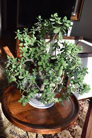 Image result for Crassula rhodesica