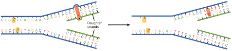 Dna Replication Biology For Non Majors I