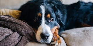 We did not find results for: Texas Gov Abbott Vetoes Animal Cruelty Bill Calls It Micro Managing