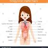 Together they comprise the female reproductive system, supporting sexual and female reproductive organs undergo substantial structural and functional changes every month. 1