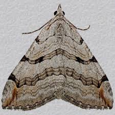 Image result for Aplocera efformata