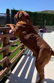 The recognition comes at the end of an eventful season for a man who will turn 34 on thursday. Leo Messi S Dog Lou Album On Imgur