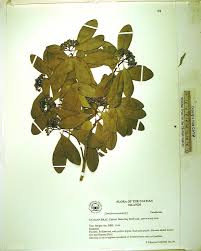 Image result for Canellaceae