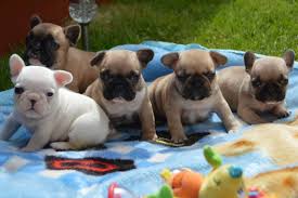 Pomeranian/french bulldog mix pic hide this posting restore restore this posting. French Bulldog Puppies For Sale Nj Pets Lovers