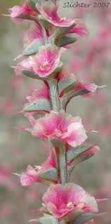 Image result for Salsola