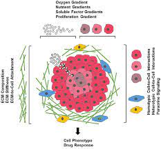 We did not find results for: Frontiers Three Dimensional In Vitro Cell Culture Models In Drug Discovery And Drug Repositioning Pharmacology
