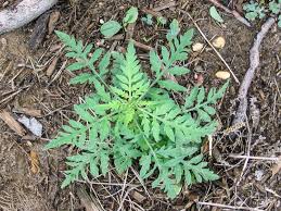 Maybe you would like to learn more about one of these? Ragweed University Of Maryland Extension