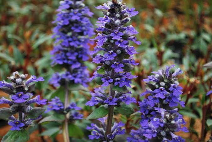 Ajuga