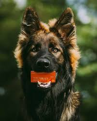 Whenever you purchase an eligible zoetis product, you can earn points to use for rewards (like a zoetis petcare rewards mastercard®) to use at your veterinarian for any product or service. Facebook