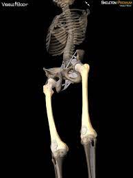 3d Skeletal System 5 Cool Facts About The Femur Skeletal System Types Of Bones Skeletal