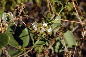 Image result for Cynanchum obtusifolium